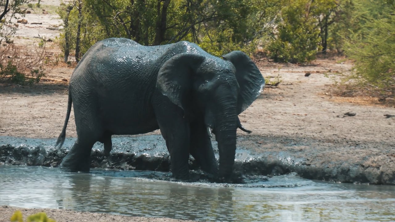 Elephant Cool-down