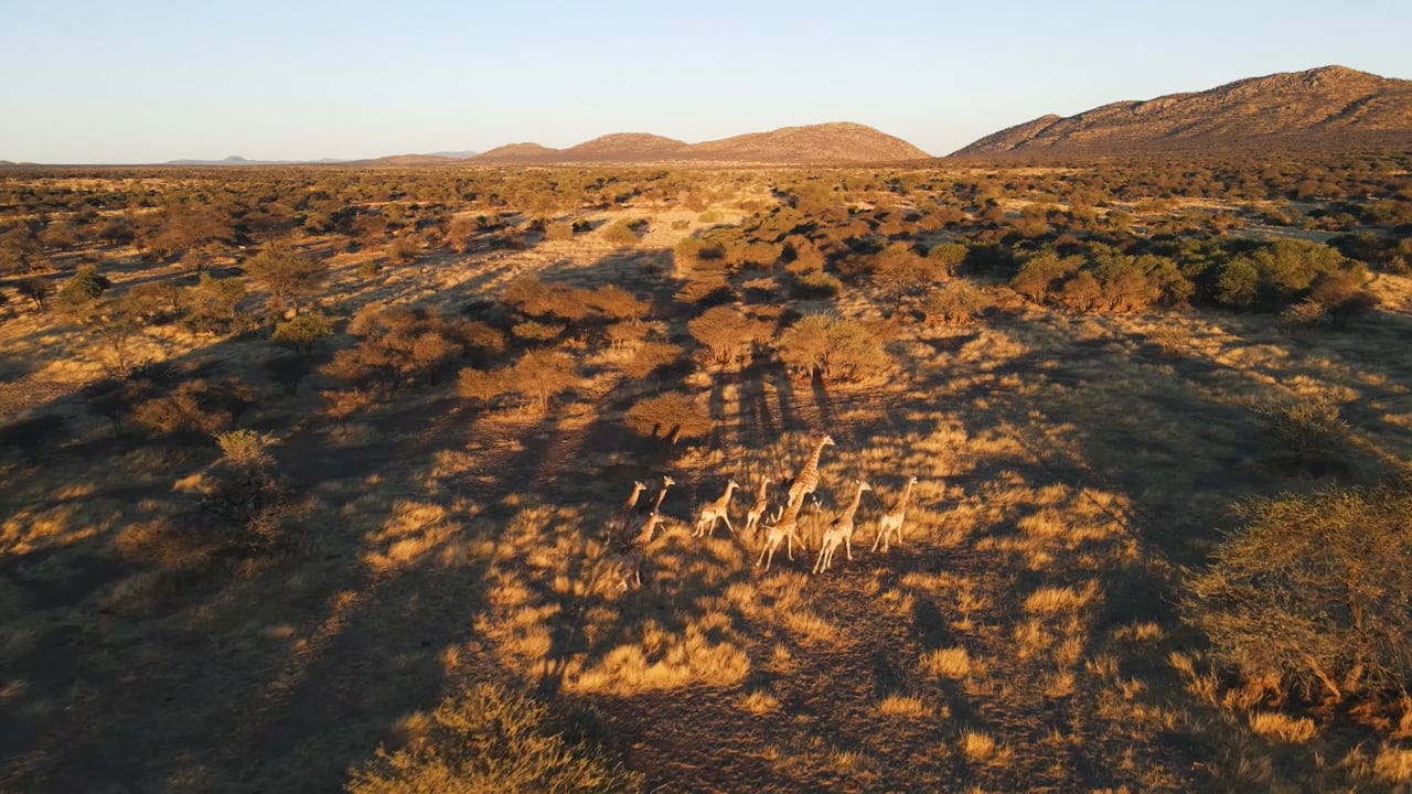 Journey of Giraffe