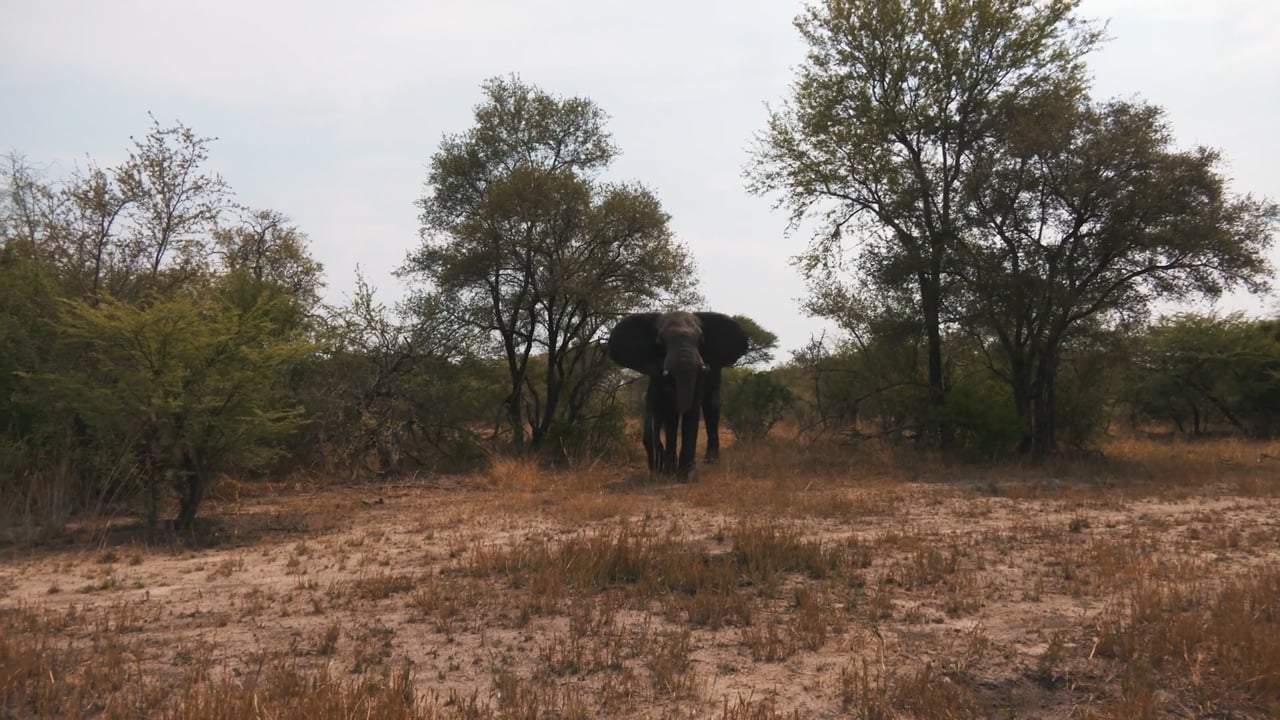 Curious Elephant