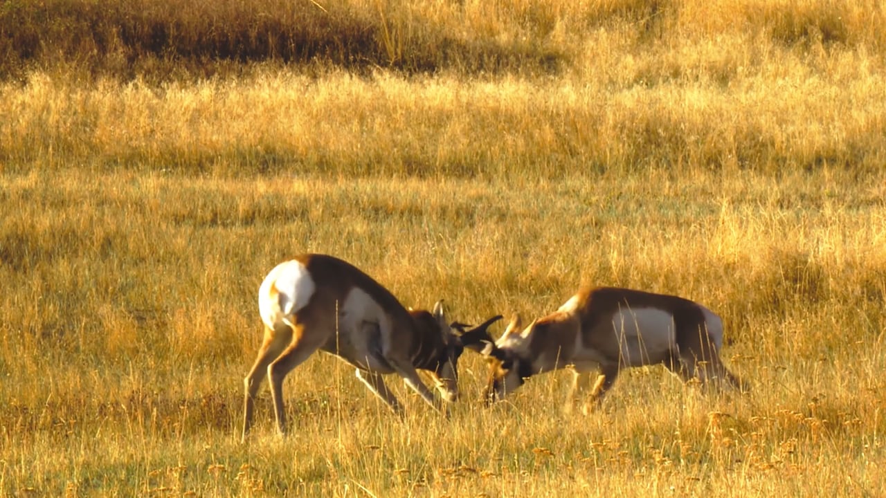 Sparring Pronghorn