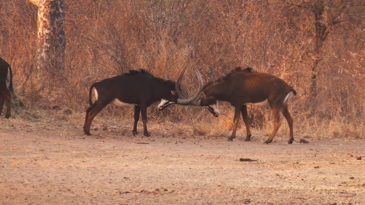 Sable Sparring