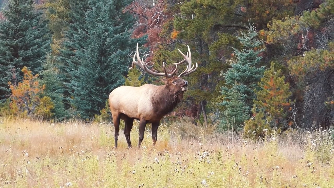 Elk Bugle