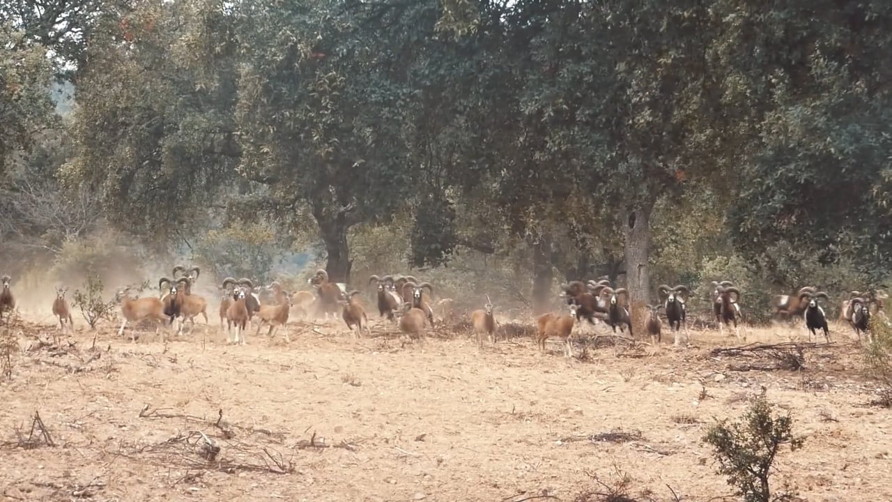 Mouflon Sheep