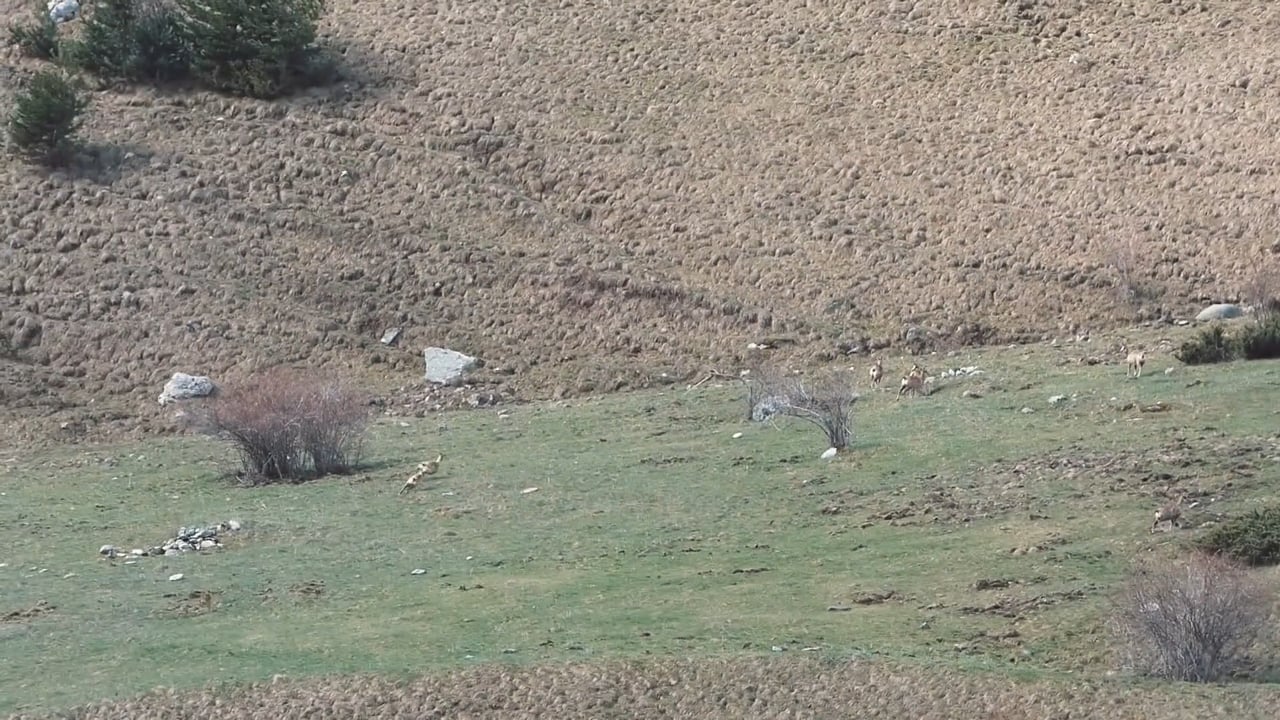 Pyrenean Chamois