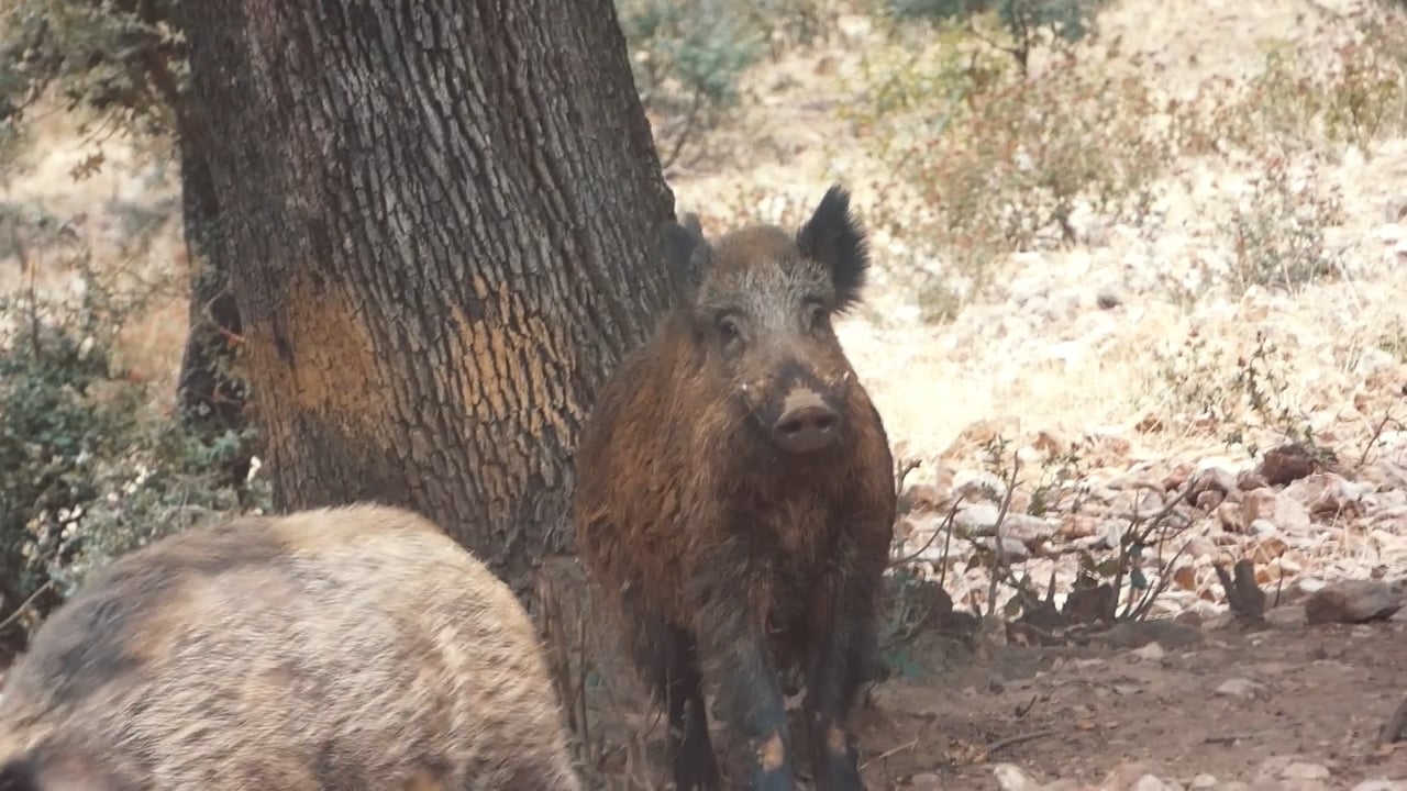 Wild Boar