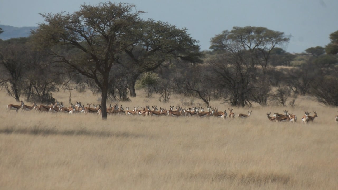 Springbok Herd