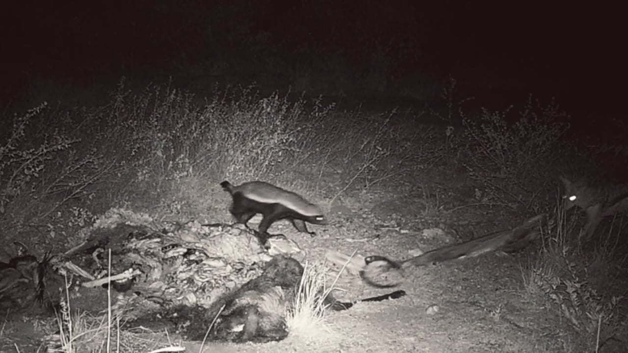 Jackal VS Honeybadger!