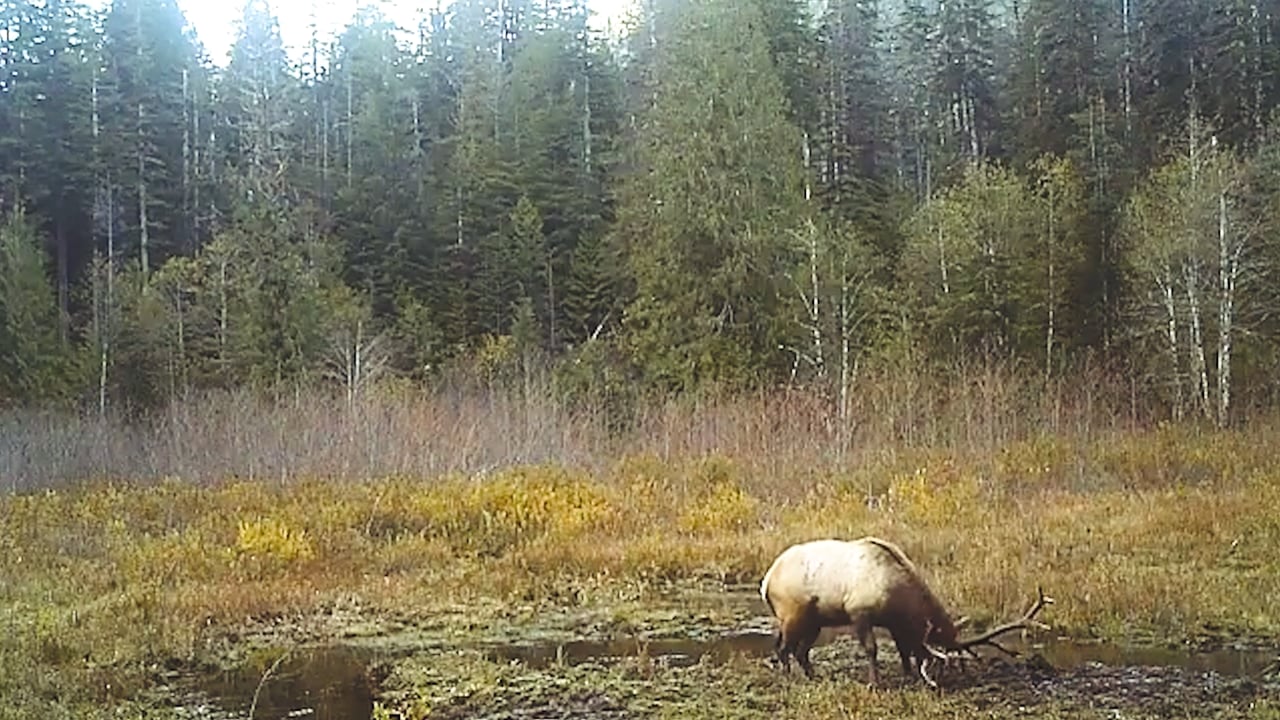  Vancouver Island Elk