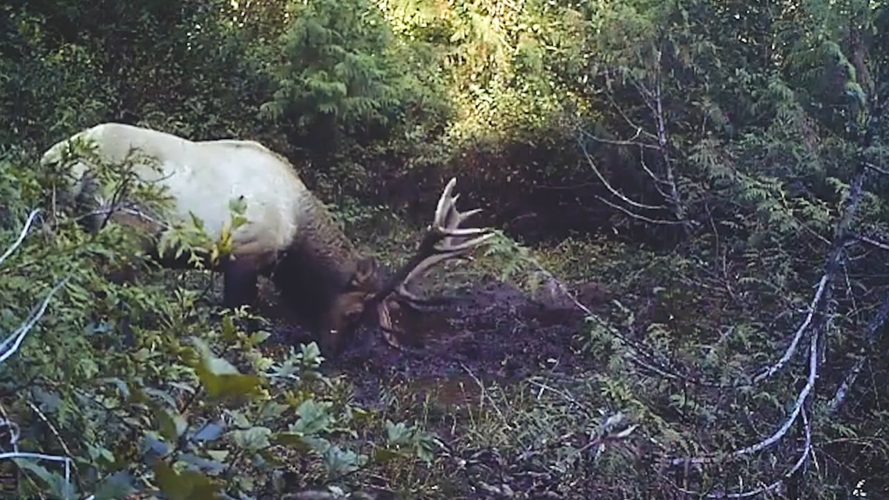 Elk mudding it up