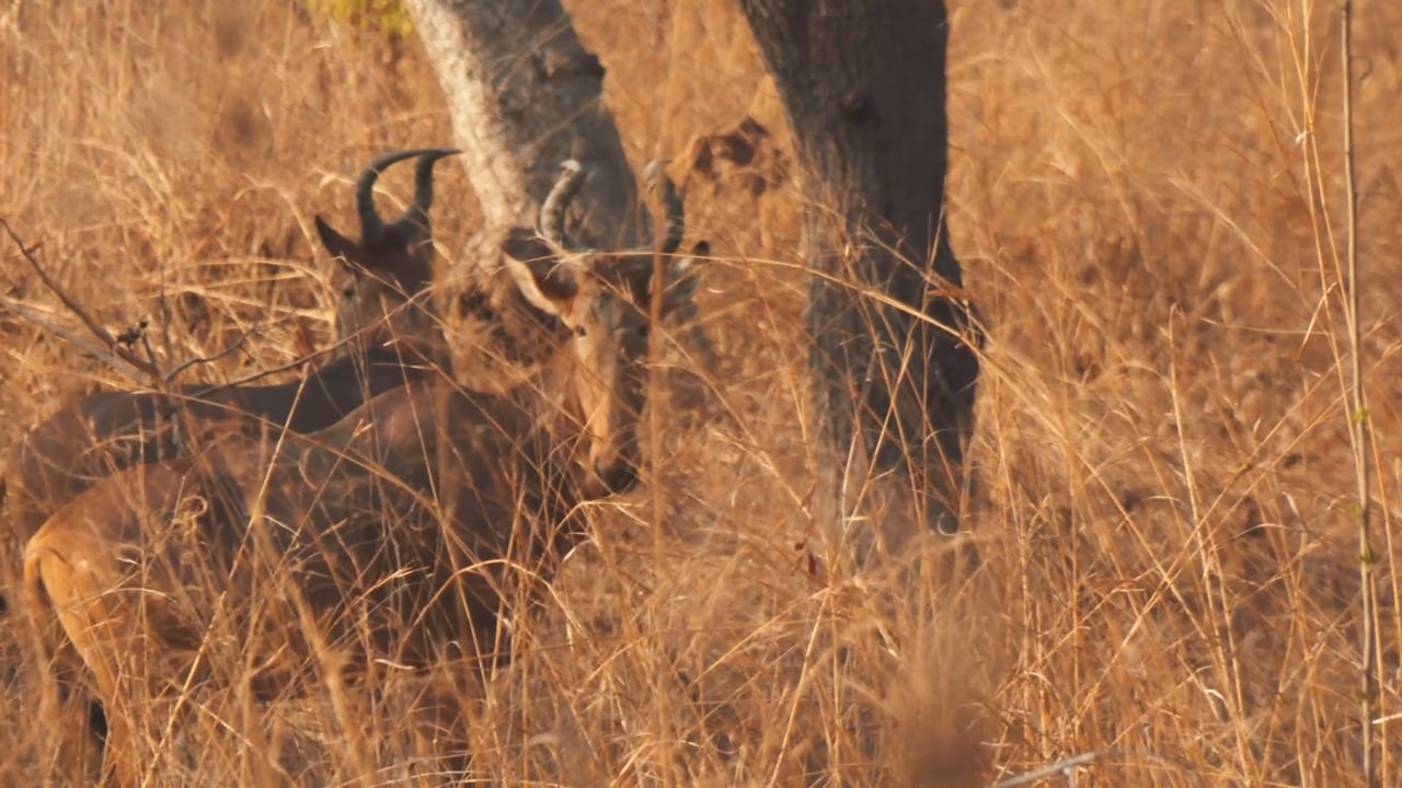 Western Hartebeest in Cameroon