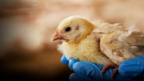 La verdad detrás de la carne de pollo: pollos que crecen tan rápido que no se pueden mover