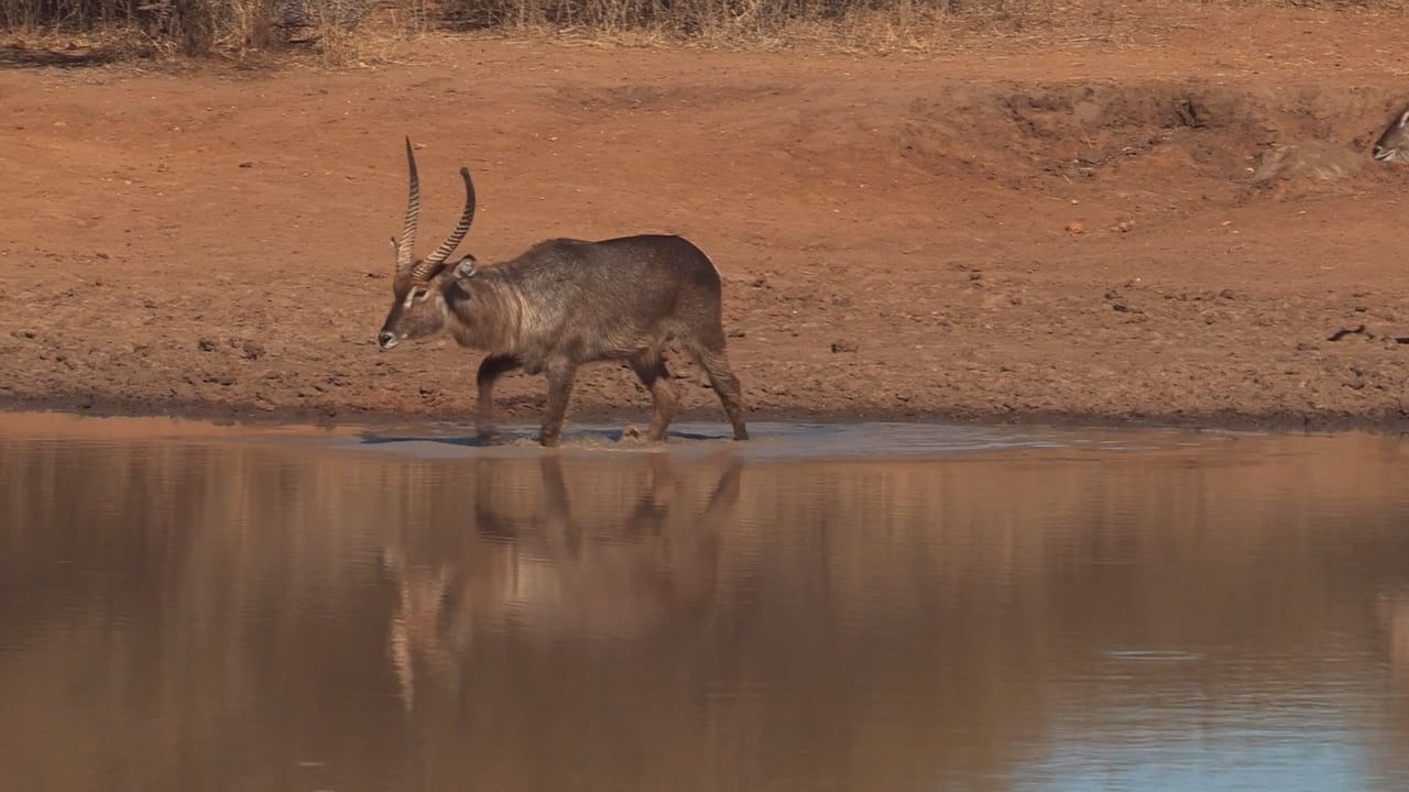 Waterbuck Bulls