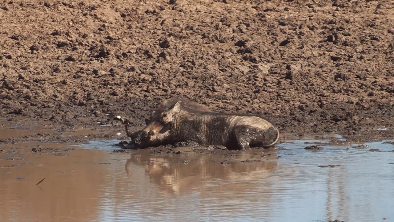 Warthog Wallow