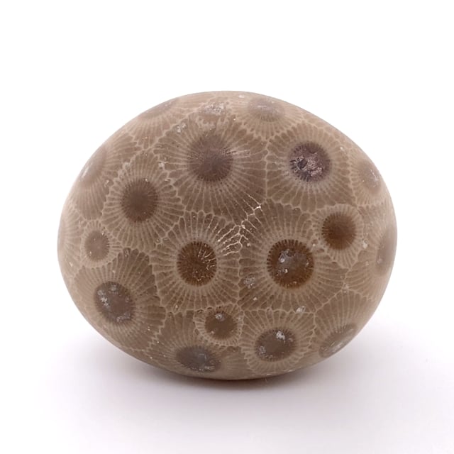 Naturally water-worn Petoskey Stone (ex Jim Houran Collection)