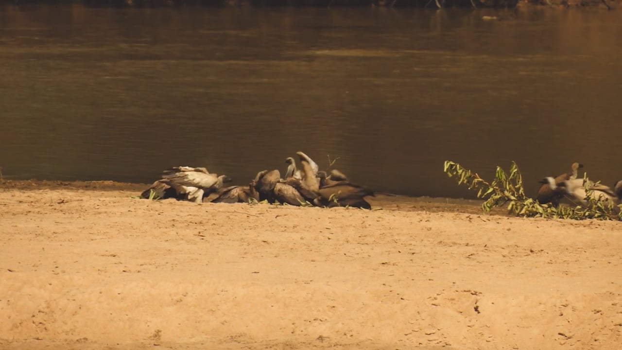 Vultures