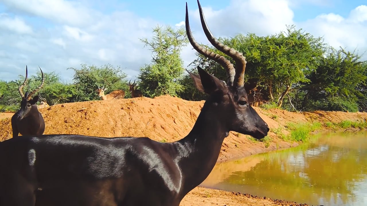 Black Impala