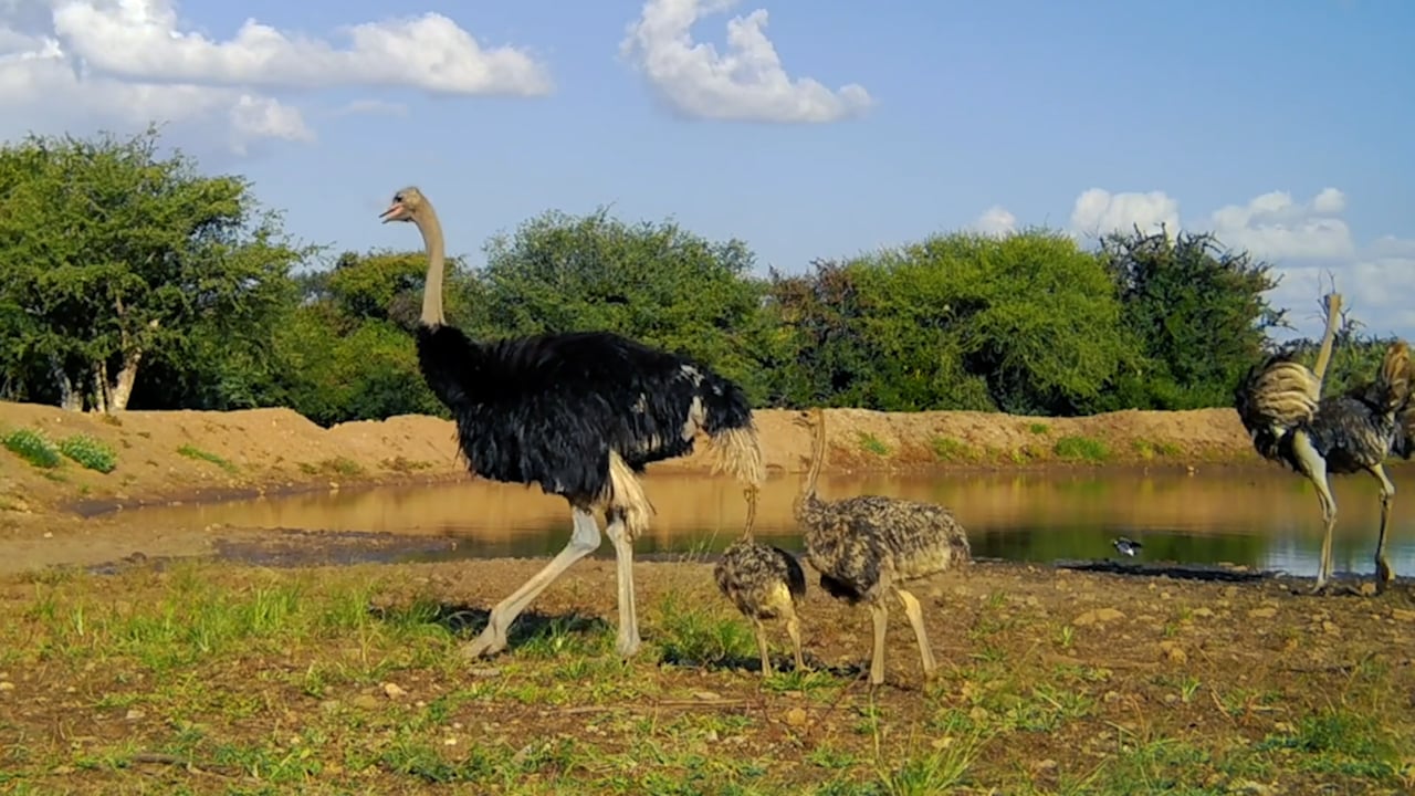 Ostrich at Eland Safaris