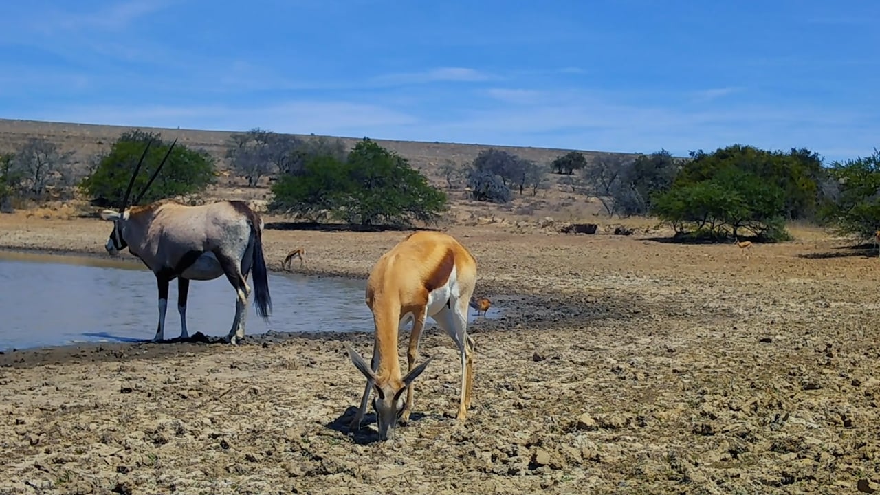 Springbok on Trail-Cam