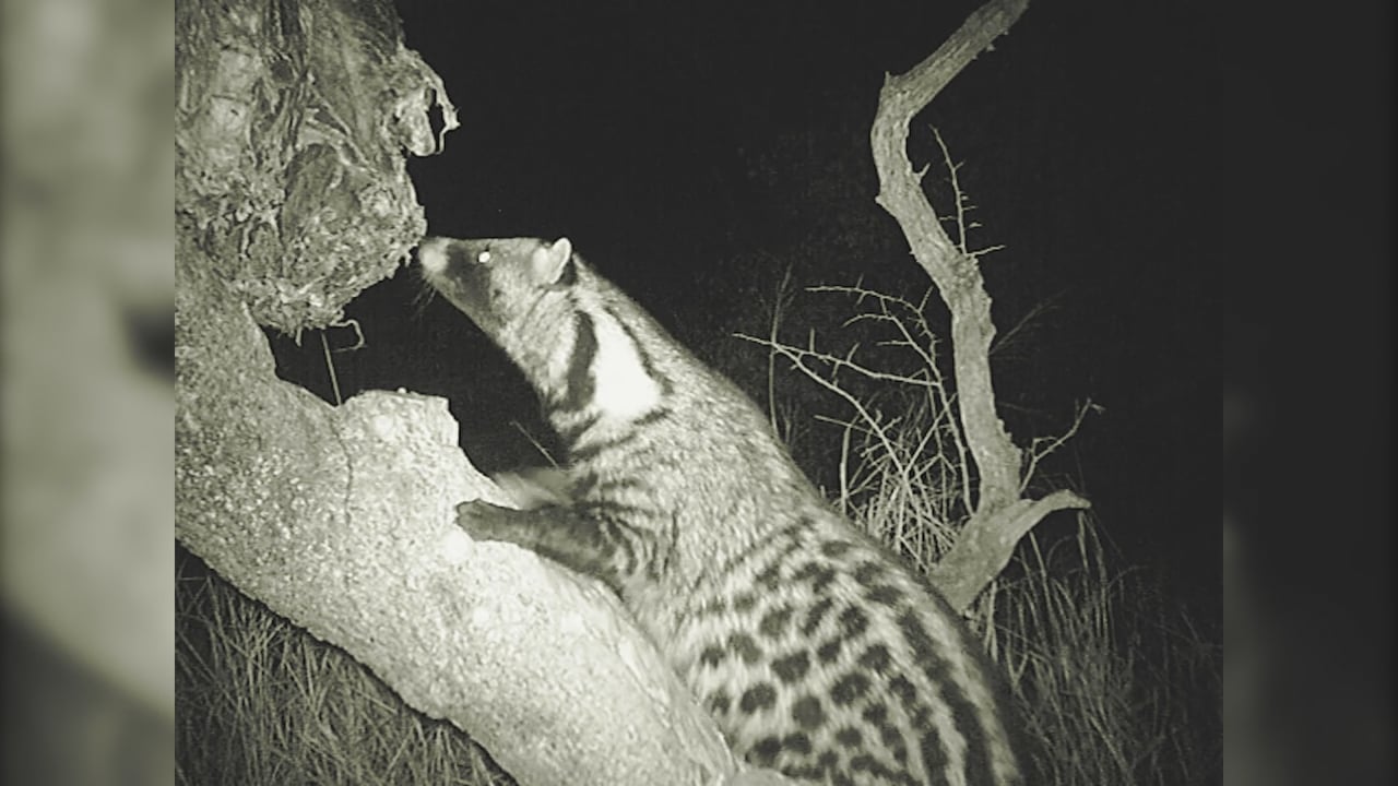 Civet Cat on bait