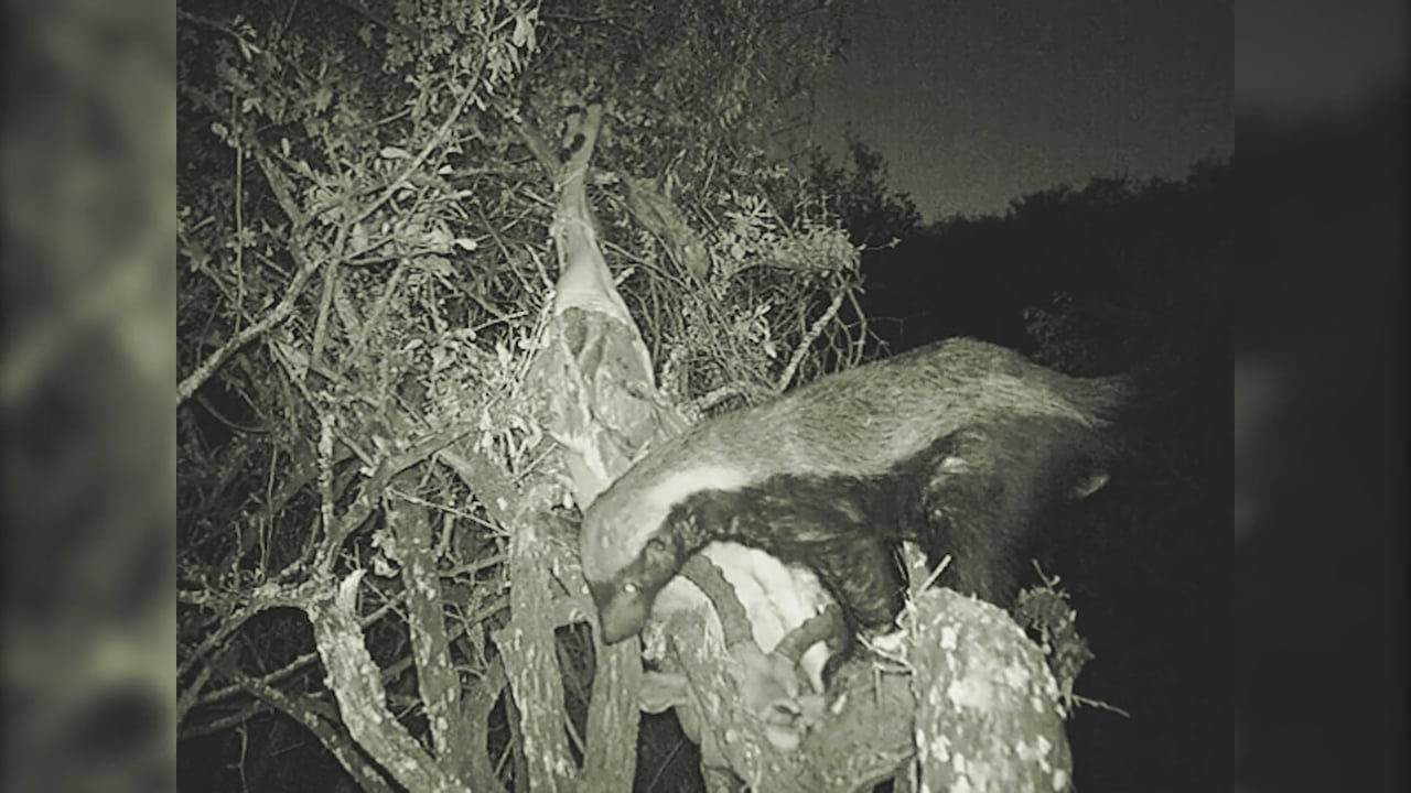 Honey Badger on bait