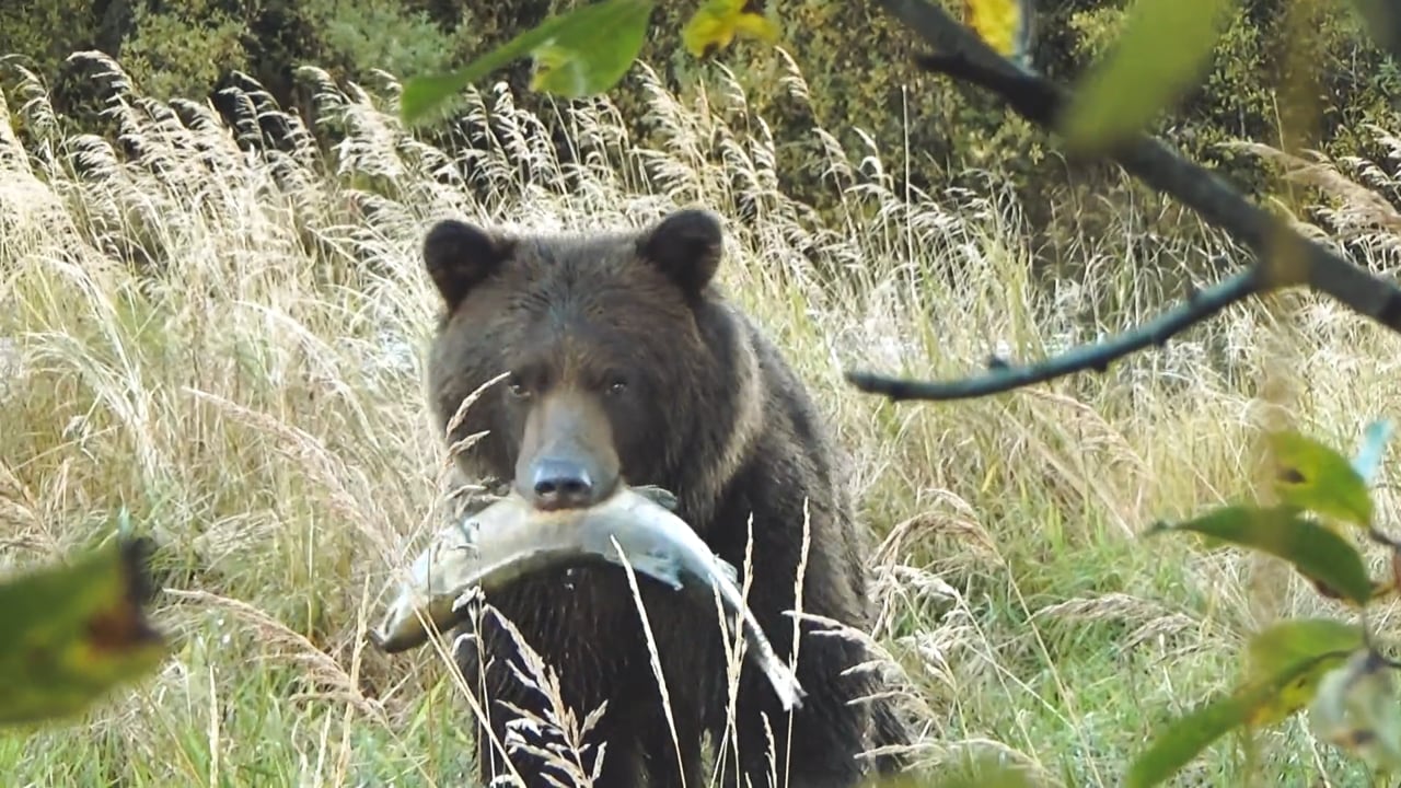 Alaska Brown bear