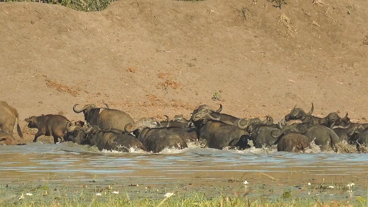 Buffalo Niassa Mozambique