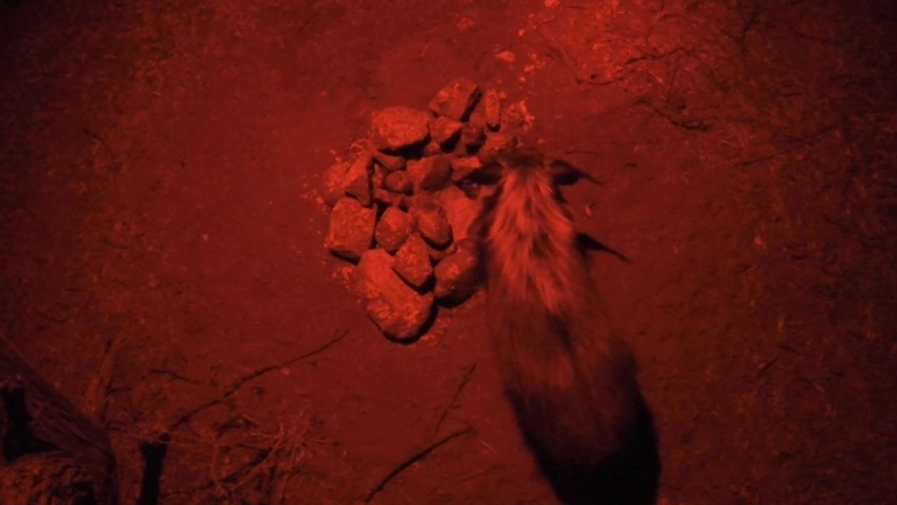 Buschschwein