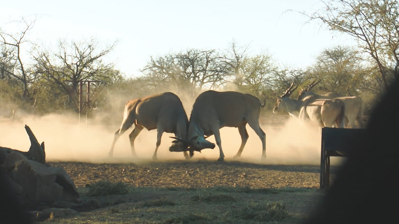 Cape Eland