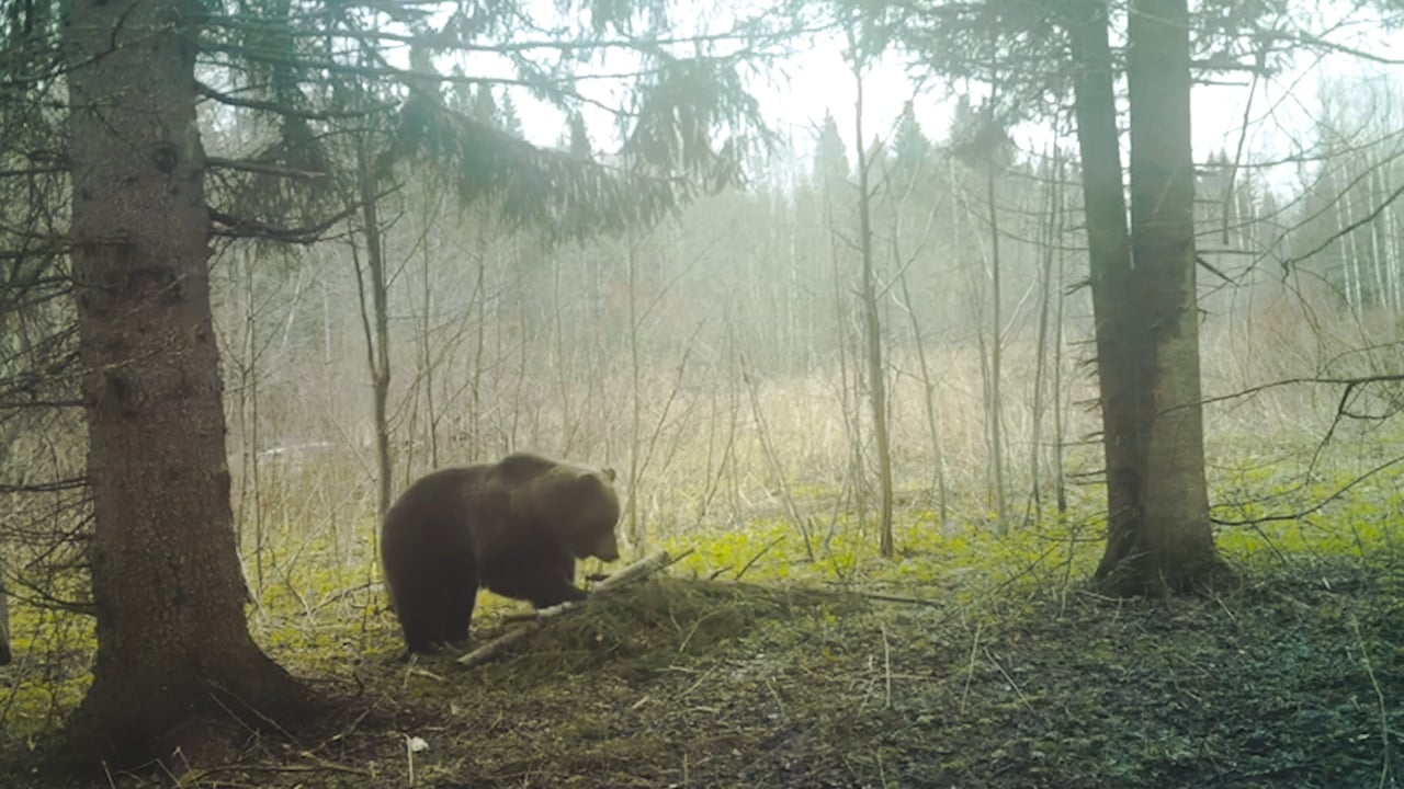 European Brown bear