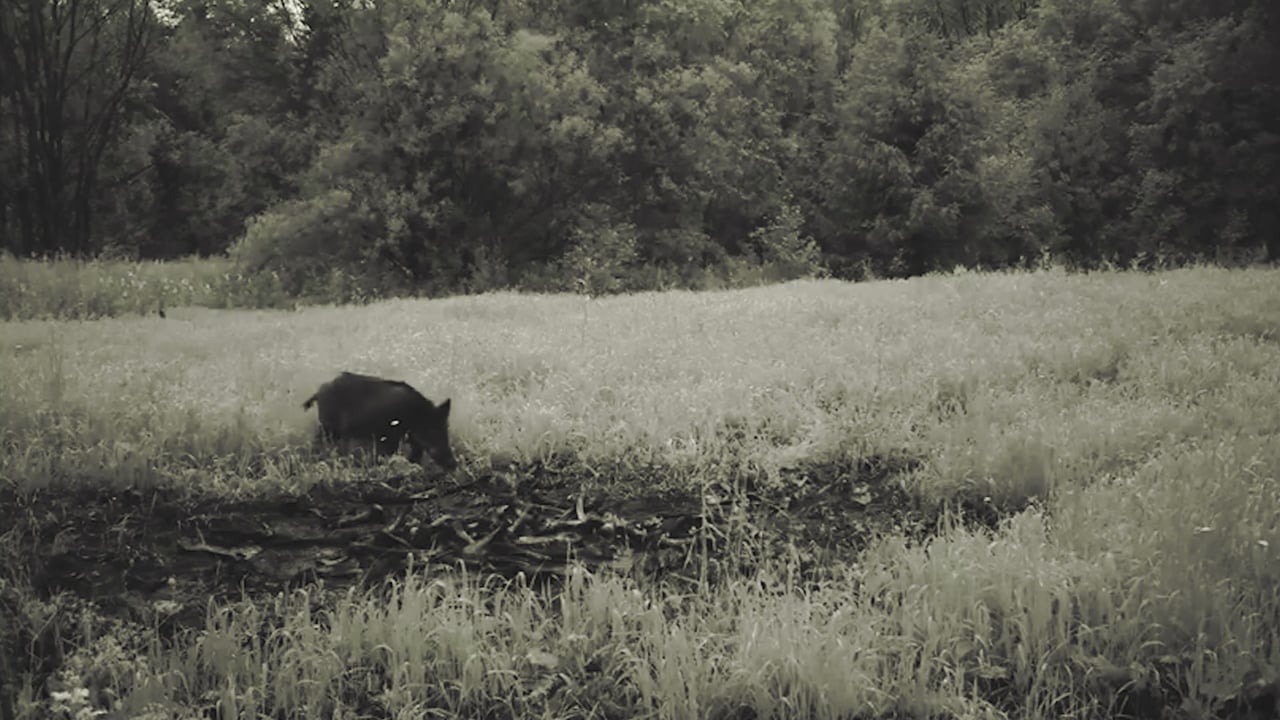 European Wild Boar