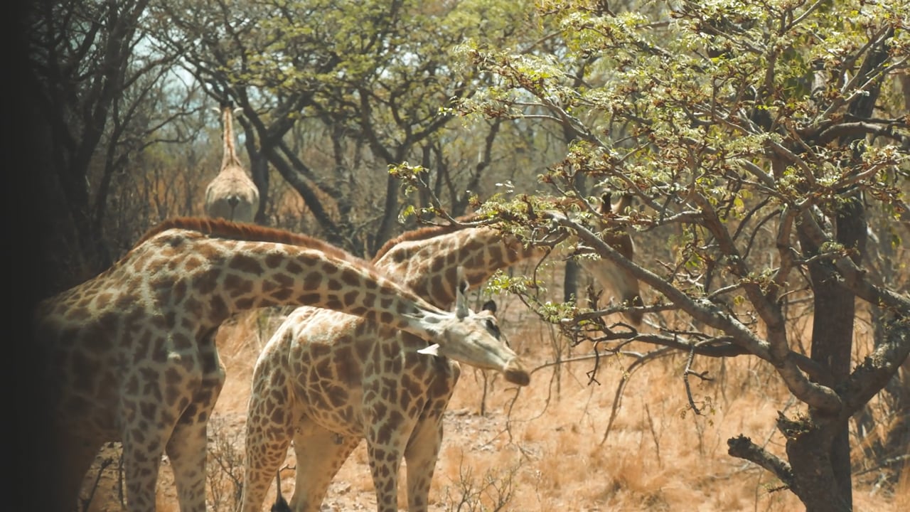 Giraffe sparring