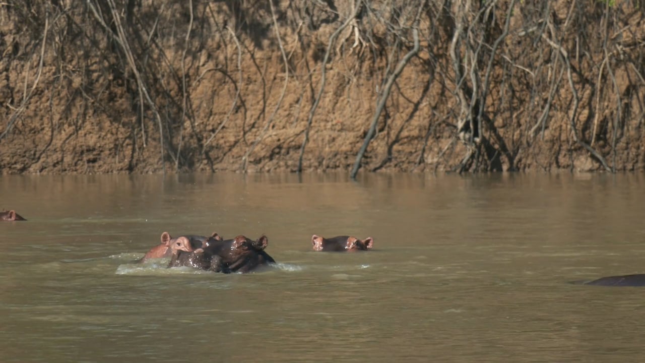 Playful Hippo