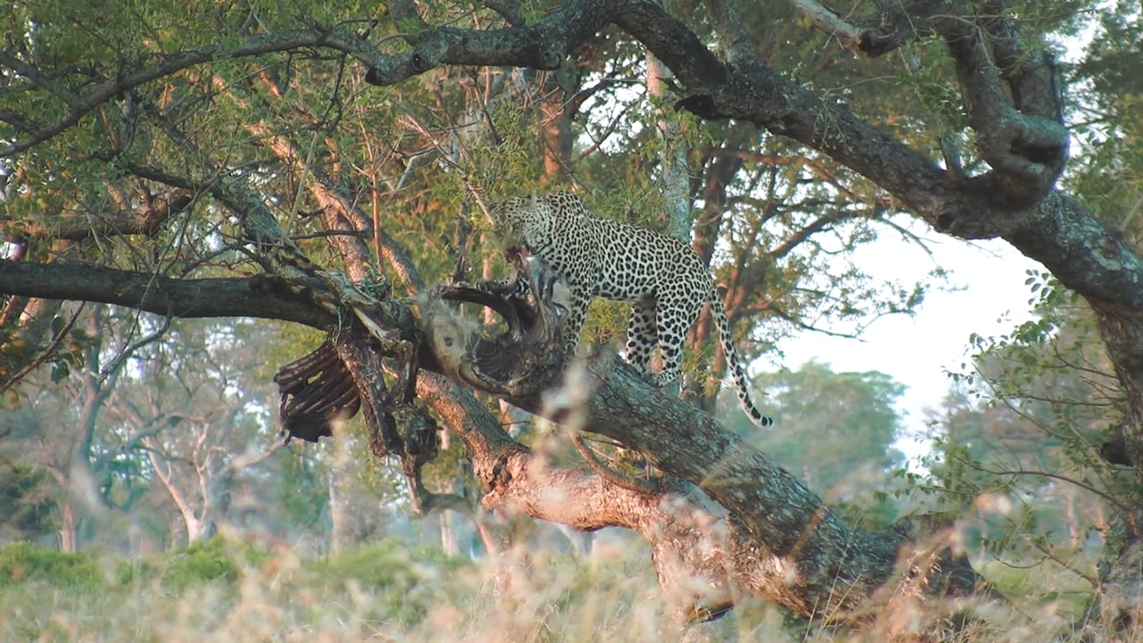 Leopard (Niassa)