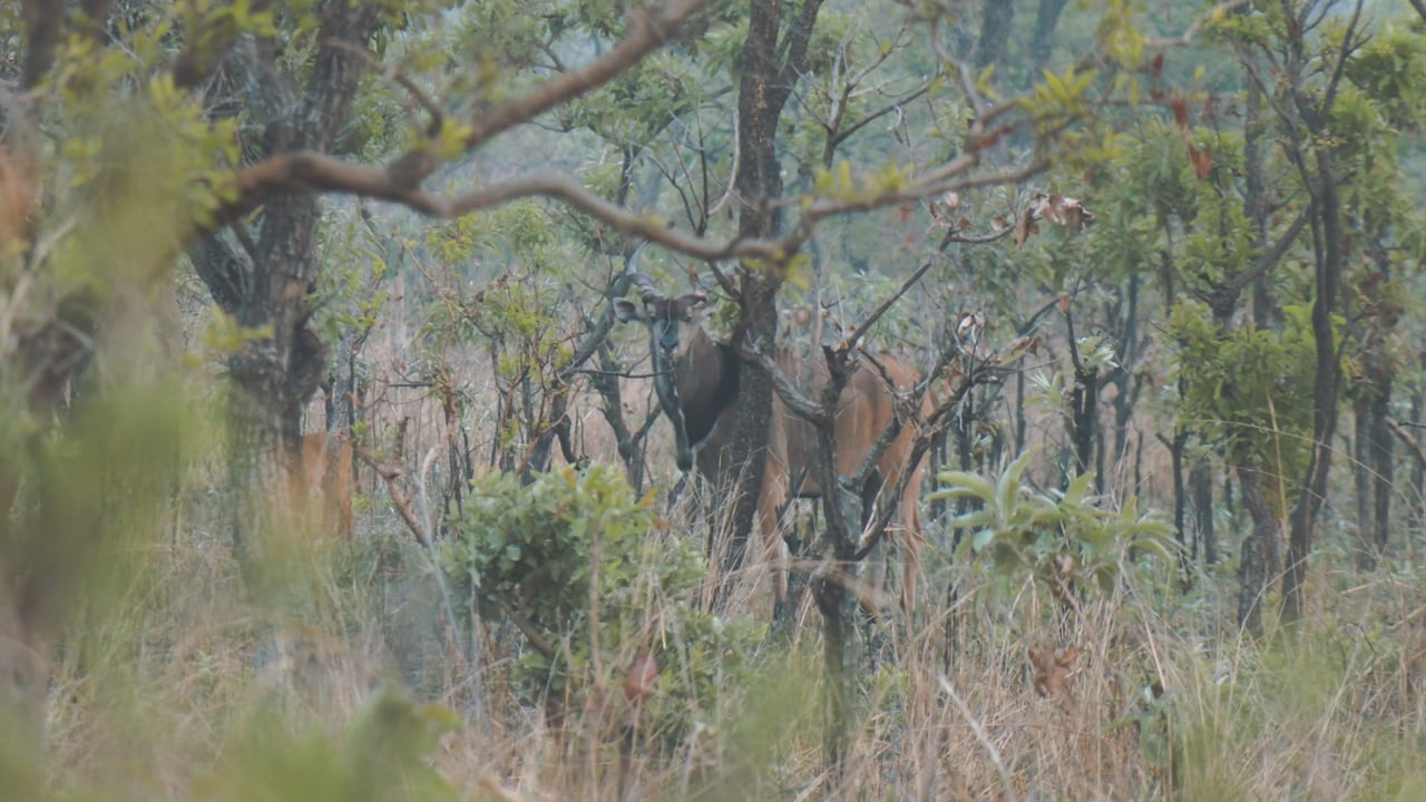 Lord Derby Eland