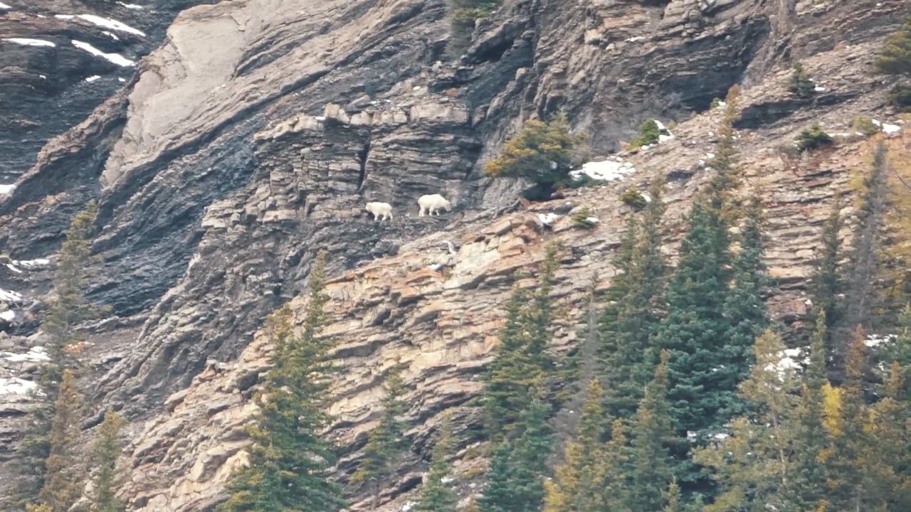 Mountain Goat