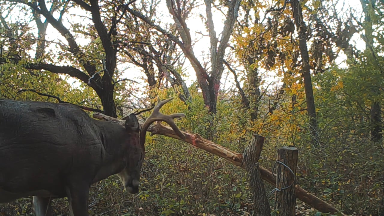 Whitetail Deer