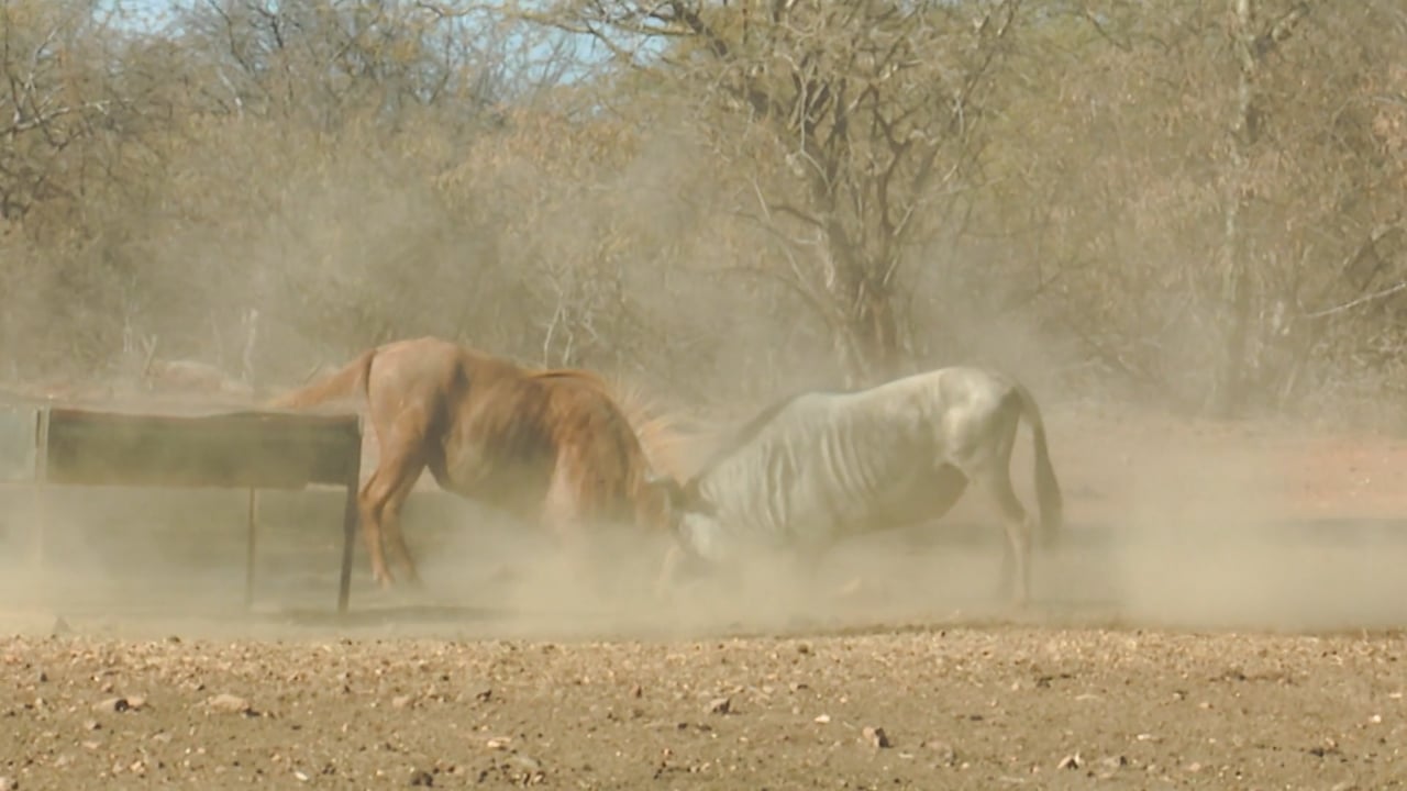 Blue and Golden Wildebeest