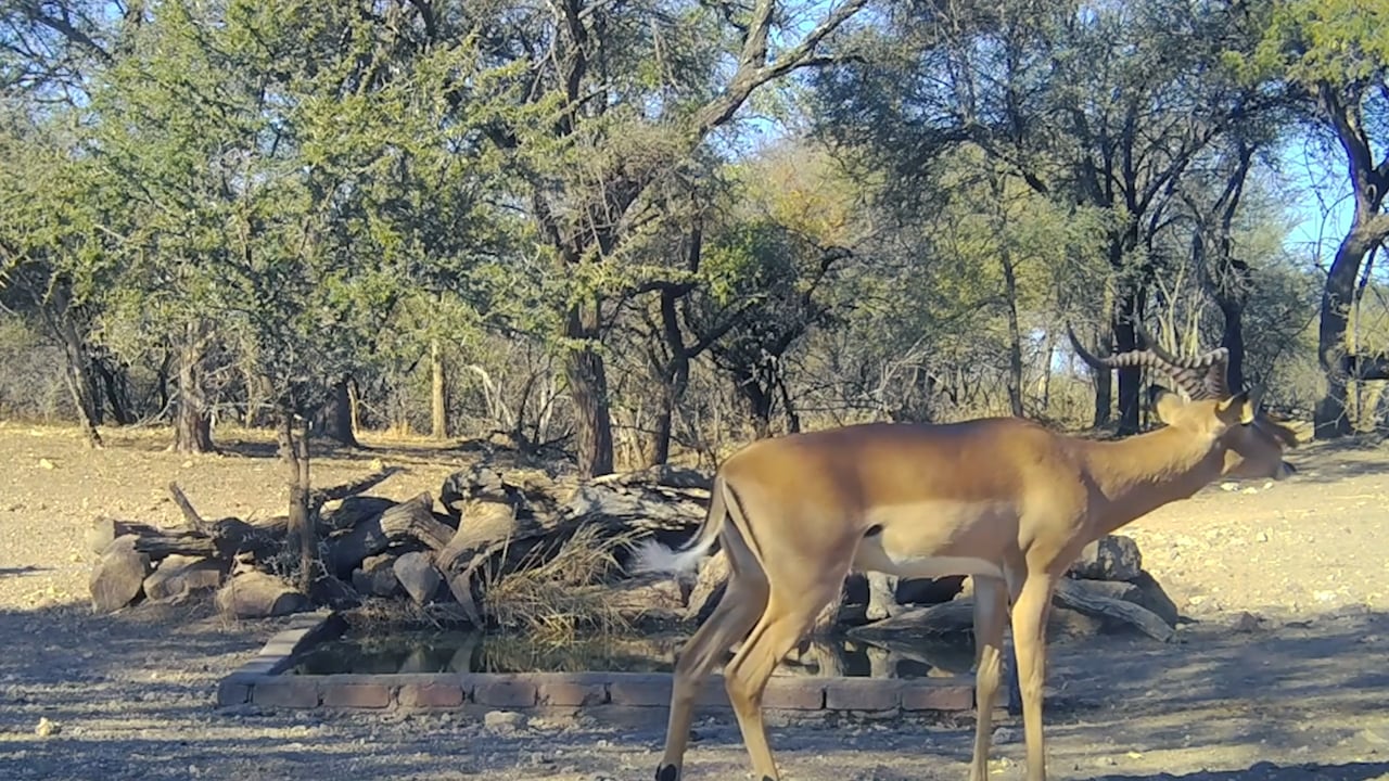 Impala