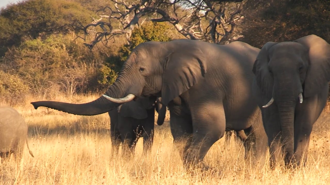 Big Elephant Herd