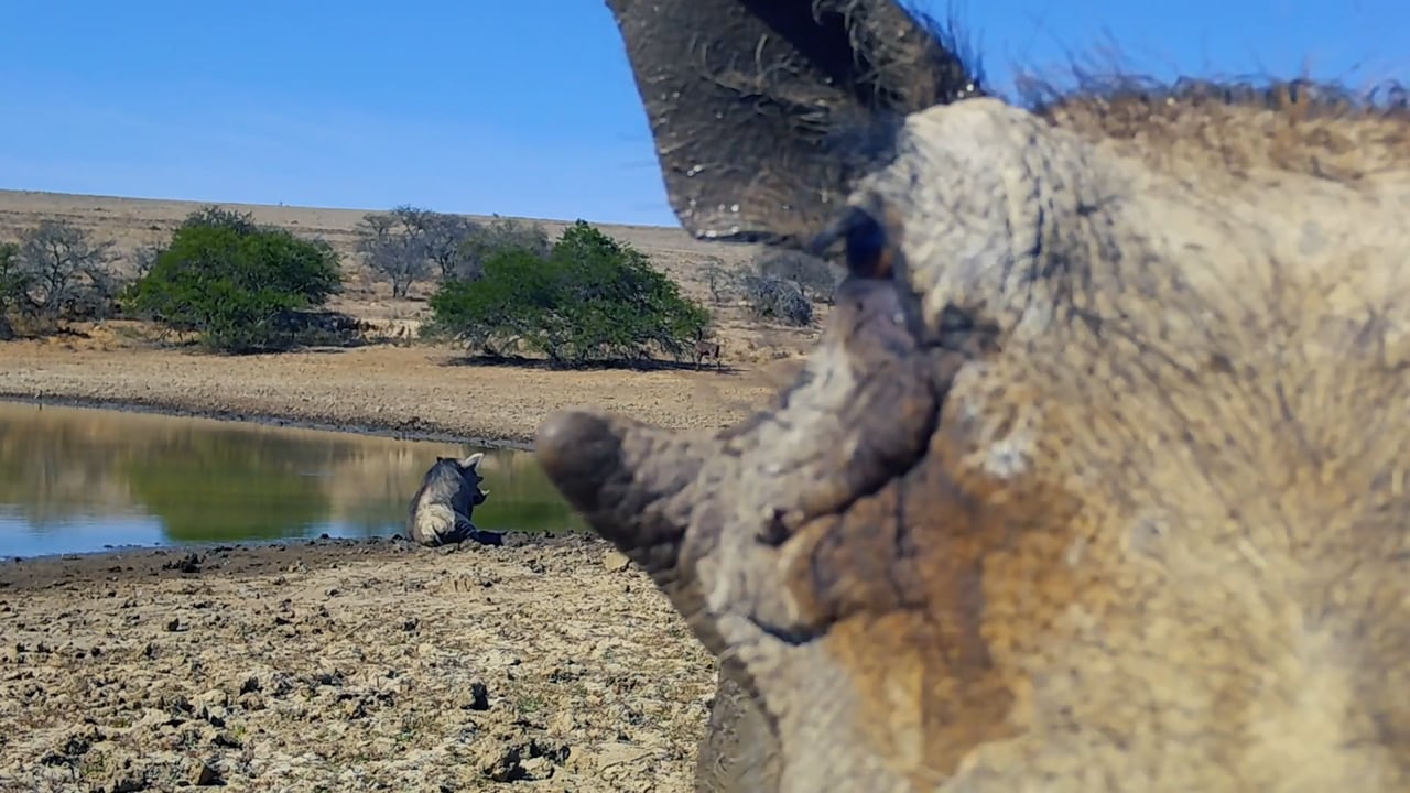  Warthog