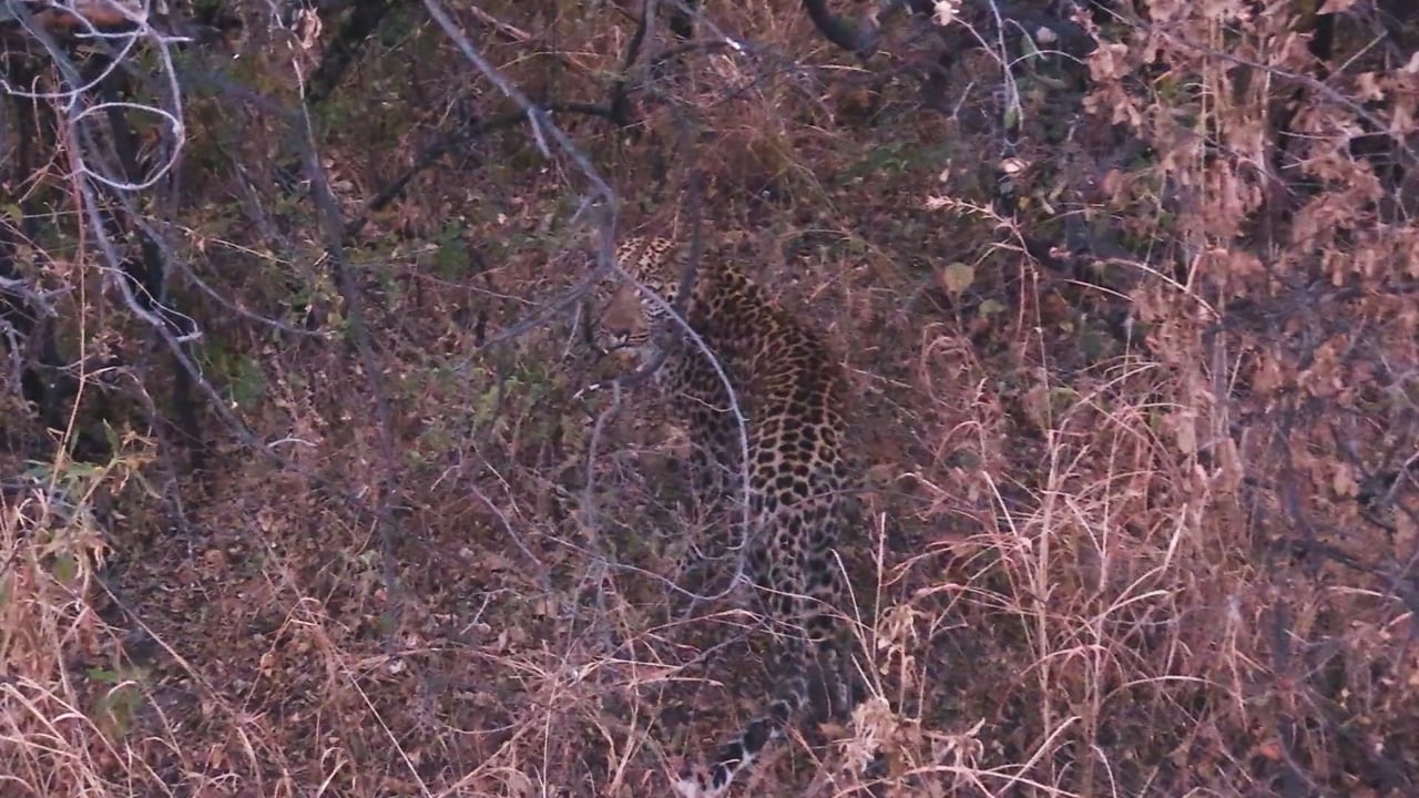 Leopard