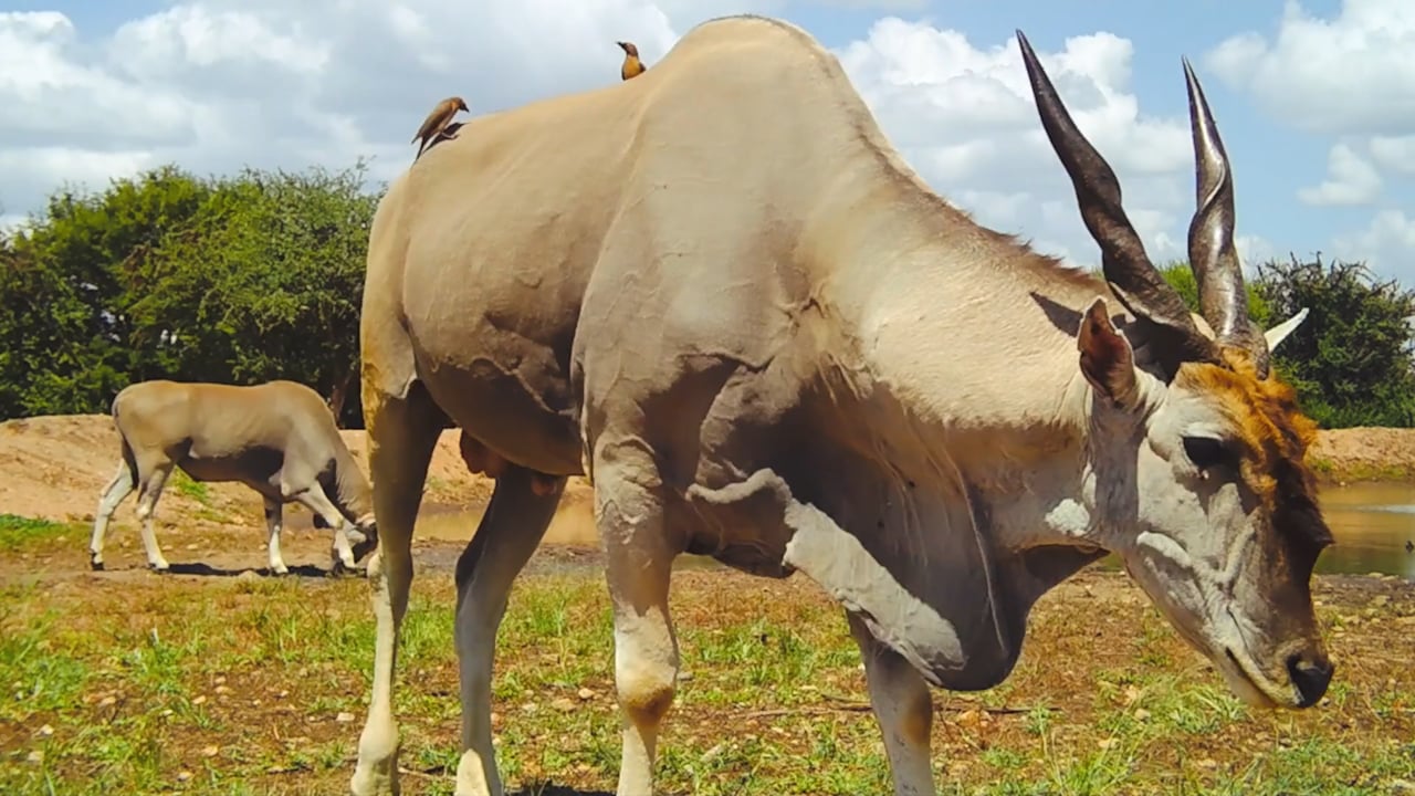 Eland