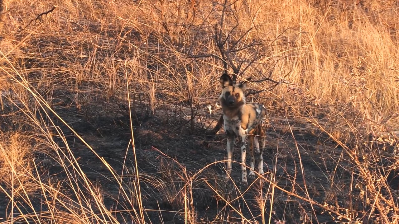 African Wild Dog
