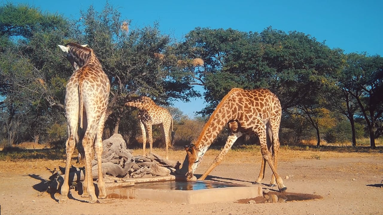 Thirsty Giraffe