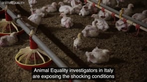 Animal Equality investigates chicken factory farms in Italy