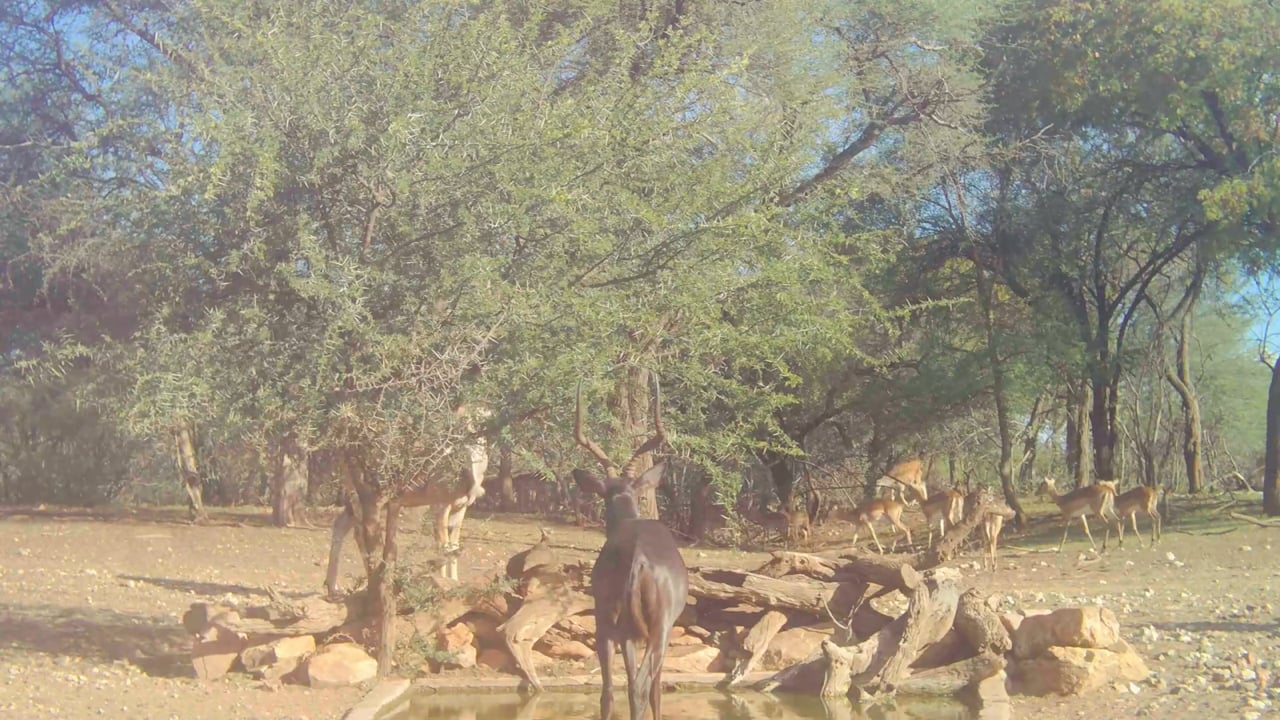 Impalas