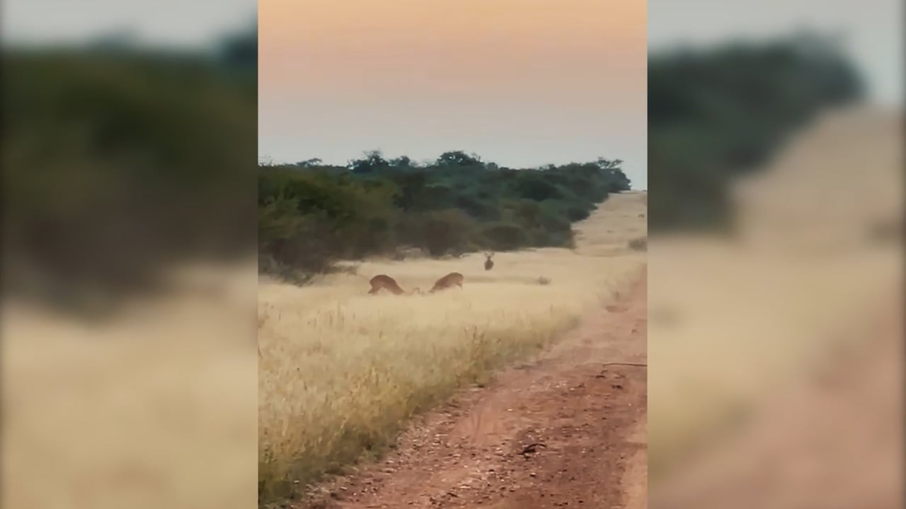 Impala rams in rut