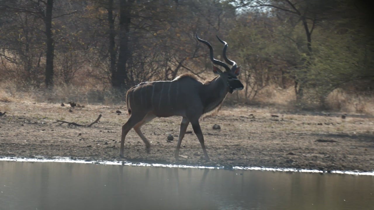 Kudu at waterhole