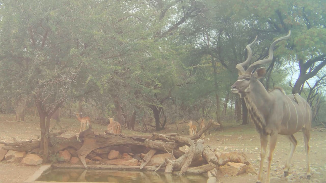 Cautious Kudu bull