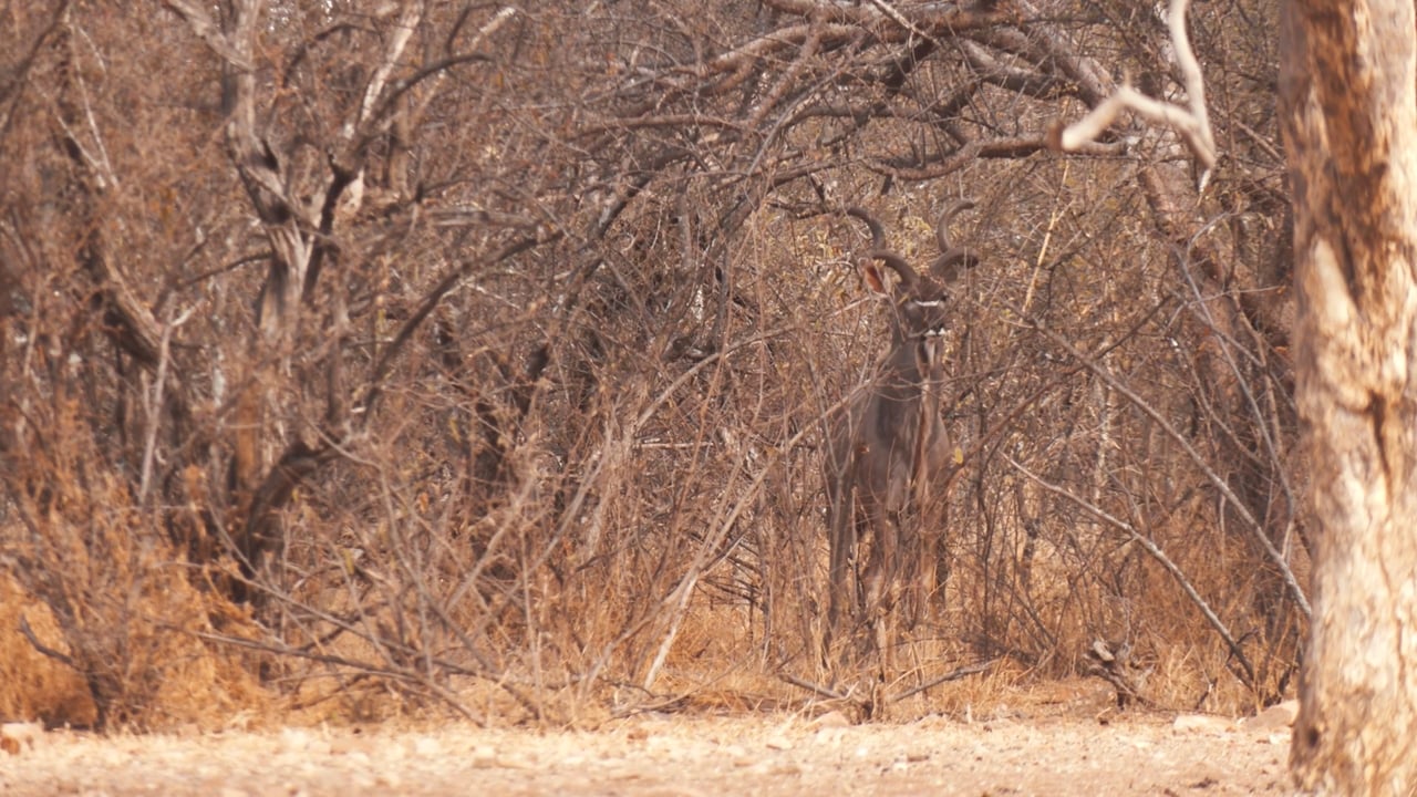 Kudu Camouflage
